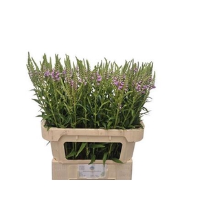 Physostegia Pink
