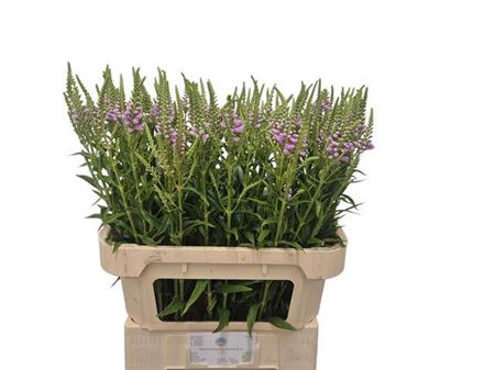 <h4>Physostegia Pink</h4>
