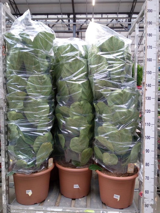 <h4>Ficus lyrata</h4>