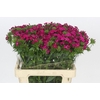 Dianthus Br Amazon Neon Cherry