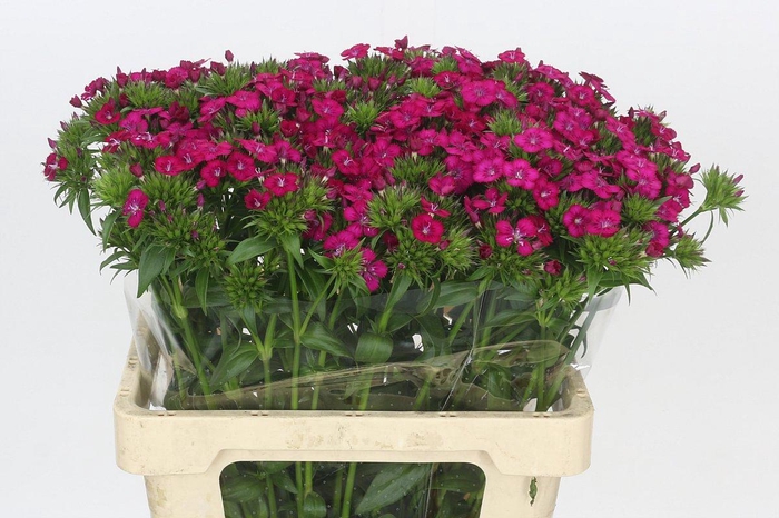 <h4>Dianthus Br Amazon Neon Cherry</h4>