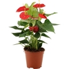 Anthurium Esudo in transparant sleeve