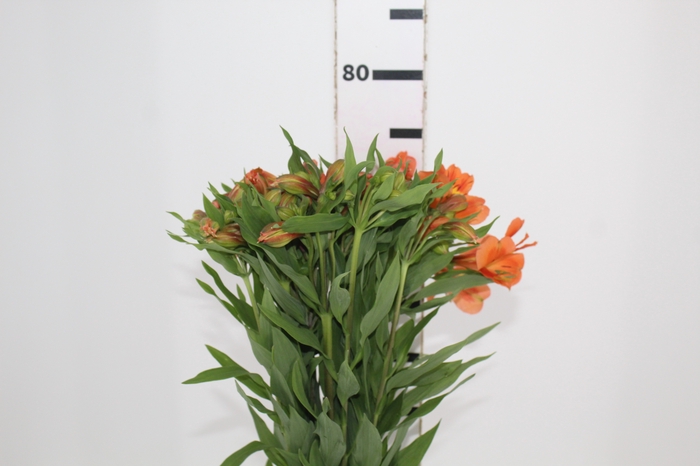 <h4>ALST. ORANGE QUEEN 070 CM</h4>