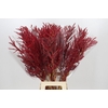 Bromelia Red Paloma