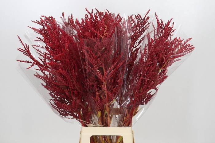 <h4>Bromelia Red Paloma</h4>