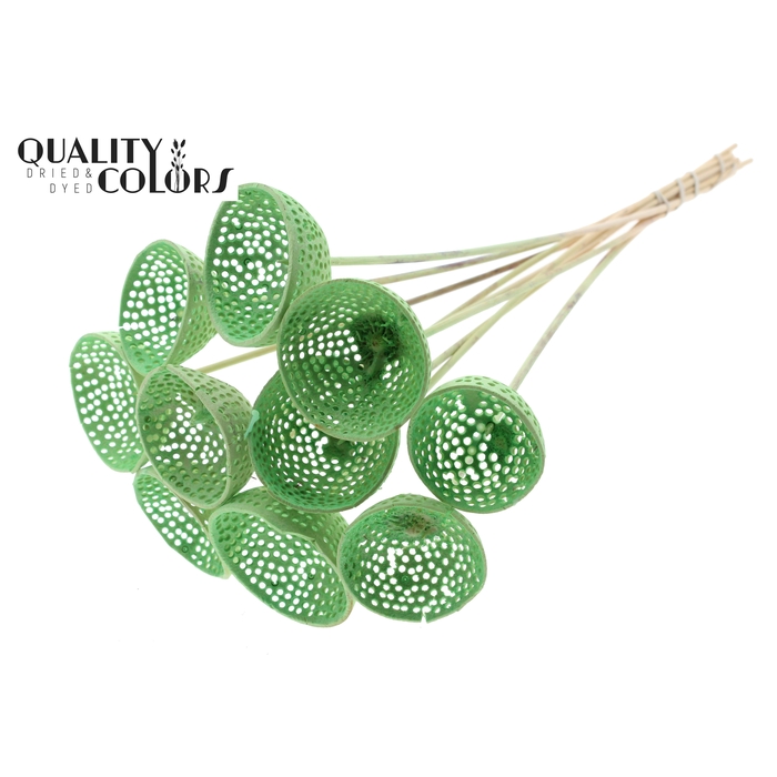 <h4>Bell Cup Jali on stem Intense Mint</h4>