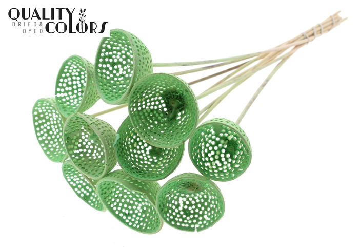 Bell Cup Jali on stem Intense Mint