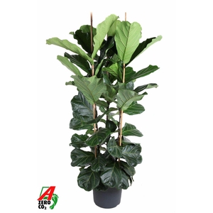 Ficus lyrata