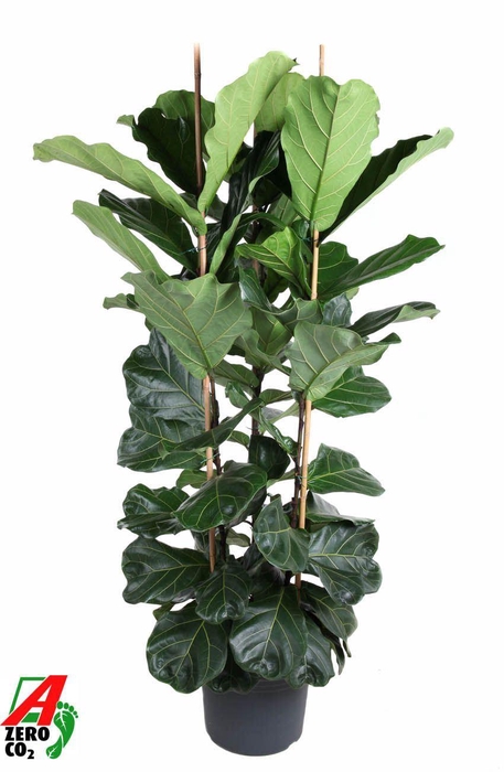 <h4>Ficus lyrata</h4>
