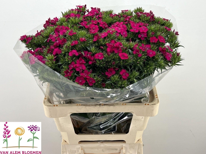 <h4>DI BARB AMAZON NEON CHERRY</h4>