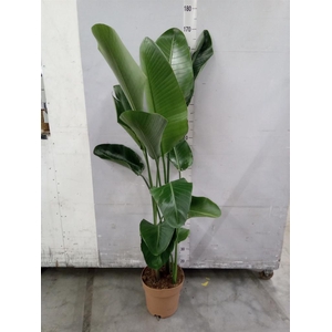 Strelitzia nicolai