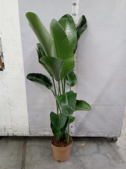 <h4>Strelitzia nicolai</h4>