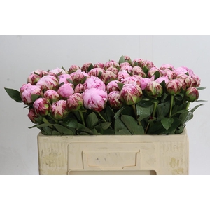 Paeonia Sarah Bernhardt