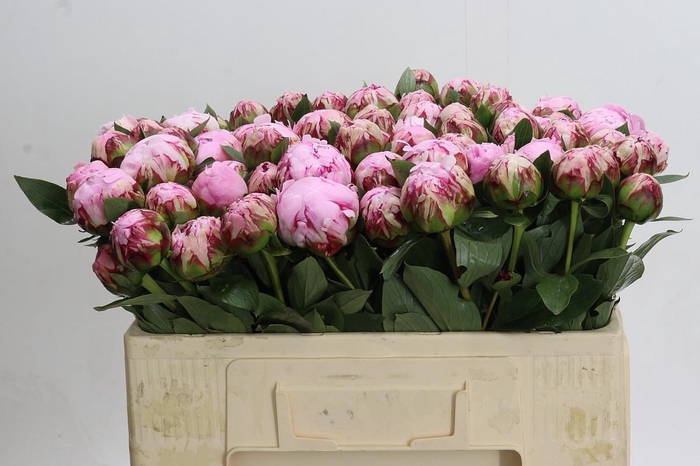 <h4>Paeonia Sarah Bernhardt</h4>