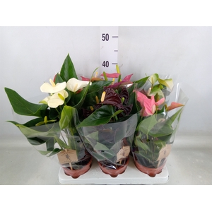 Anthurium   ...mix 4