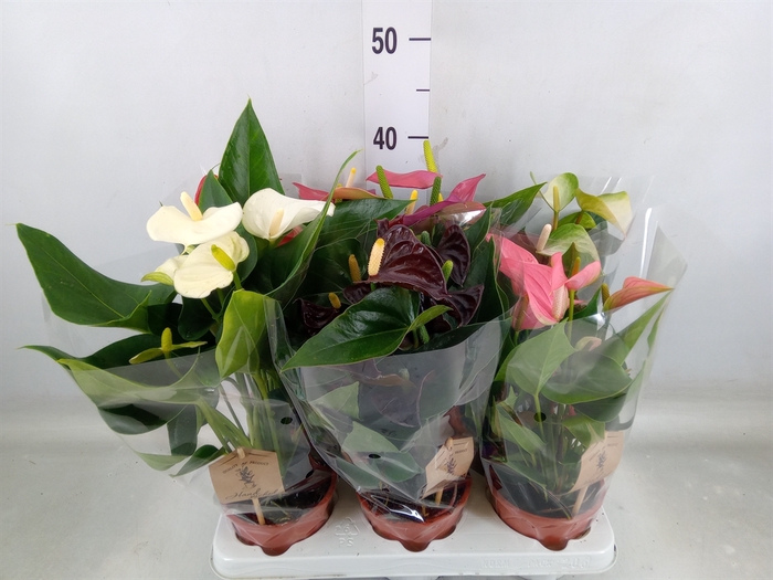 <h4>Anthurium   ...mix 4</h4>