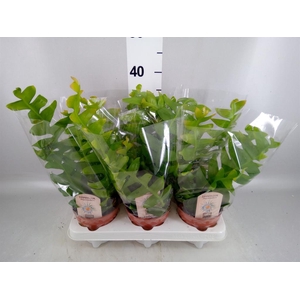 Epiphyllum   ...
