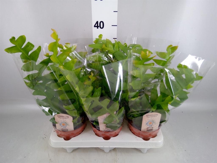 <h4>Epiphyllum   ...</h4>