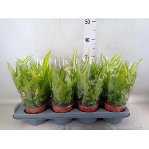 Pteris cretica 'Albolineata'