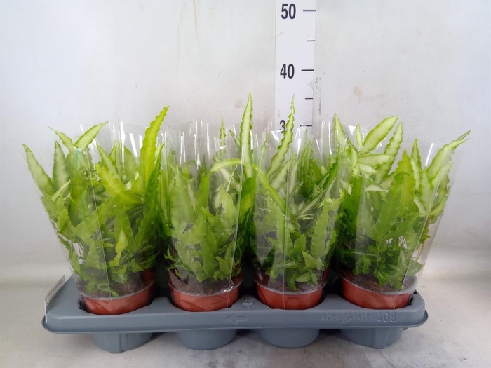 <h4>Pteris cretica 'Albolineata'</h4>