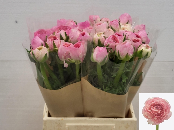 <h4>RAN REAL LOREN</h4>