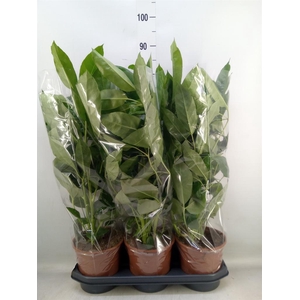 Schefflera actin. 'Amate'