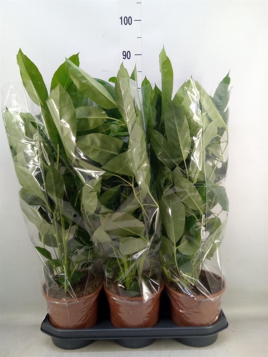 <h4>Schefflera actin. 'Amate'</h4>