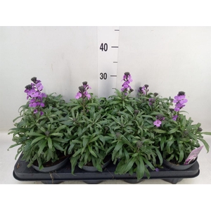 Erysimum linifolium 'Bowles Mauve'