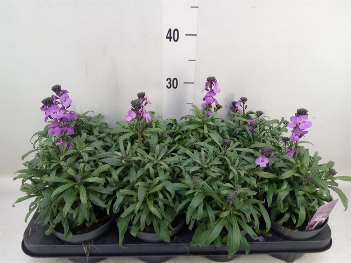 <h4>Erysimum linifolium 'Bowles Mauve'</h4>