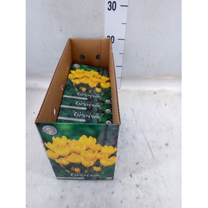 Crocus   ...flowerbulbs