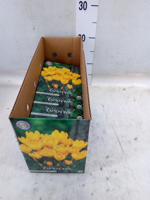 <h4>Crocus   ...flowerbulbs</h4>