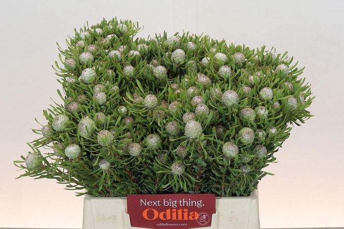 <h4>LEUCAD GA AYOBA S PE</h4>