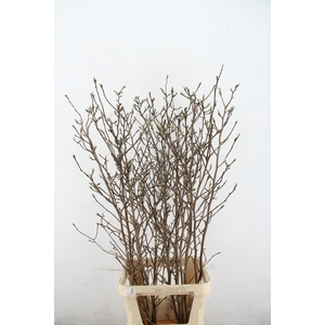 MAGNOLIA GEORGE HENRY KERN 150CM