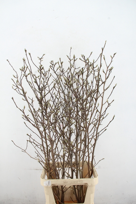 <h4>MAGNOLIA GEORGE HENRY KERN 150CM</h4>