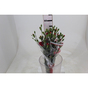 CRAVO SPRAY CELINE 060 CM