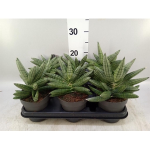 Sansevieria cyl. 'Inti I'