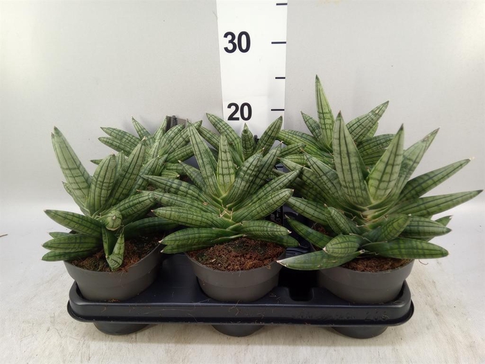 <h4>Sansevieria cyl. 'Inti I'</h4>