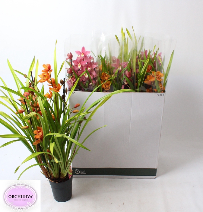 <h4>CYMB GEMENGD</h4>