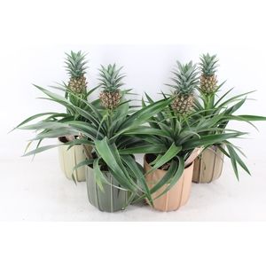 arr3 BS - Ker. Peru mix ananas
