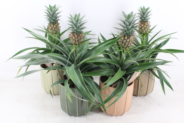 <h4>arr3 BS - Ker. Peru mix ananas</h4>