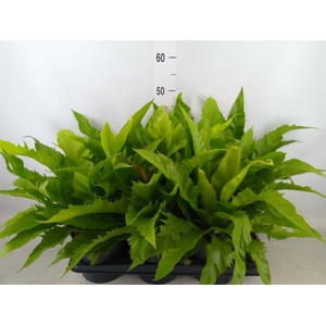 Asplenium antiquum 'Gioia'