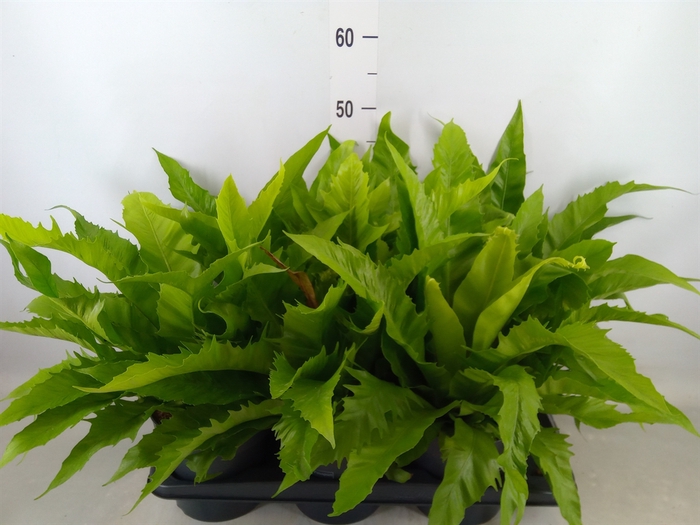 <h4>Asplenium antiquum 'Gioia'</h4>