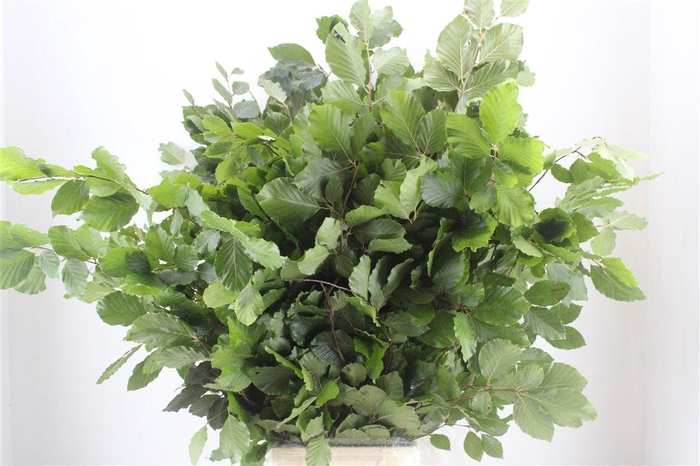 <h4>Beuk Naturel P Bunch</h4>