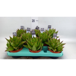 Echeveria   ...