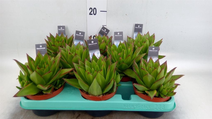 <h4>Echeveria ...</h4>