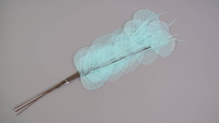 Dried Bleached Ficus Stem Light Blue