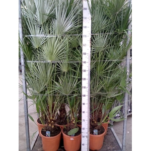 Chamaerops humilis