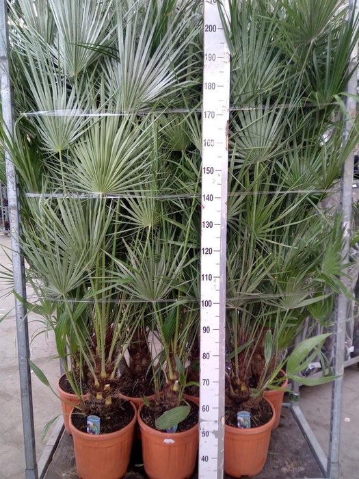 <h4>Chamaerops humilis</h4>