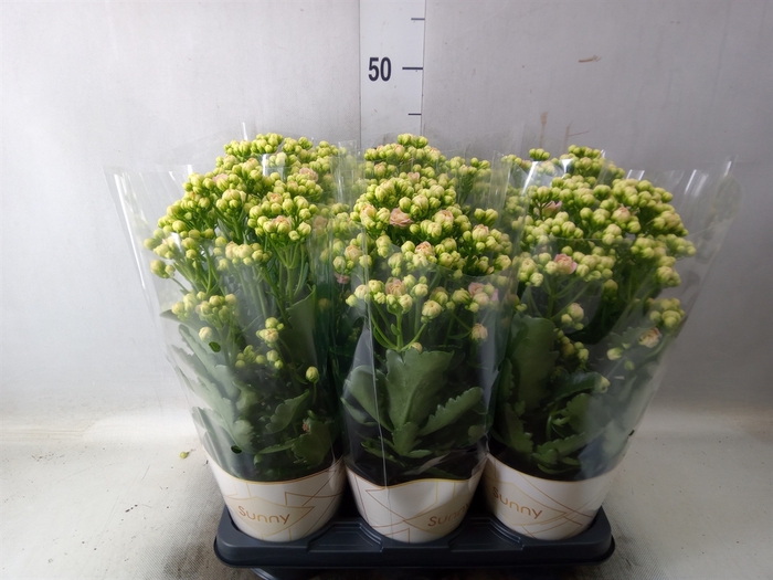 <h4>Kalanchoe  'MoreFlow Sunny Pink'</h4>