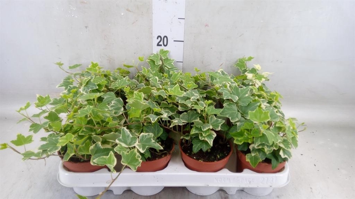<h4>Hedera helix 'Eva'</h4>
